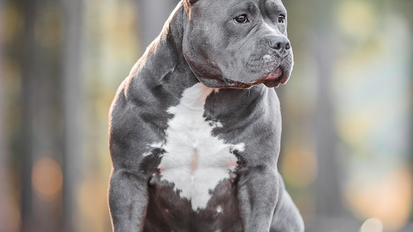 More info on dog breeds - Part 1 - Bully Breeds.