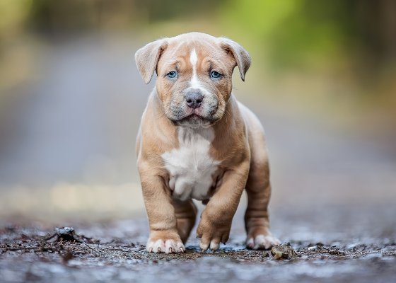 puppy-brown-6w-list